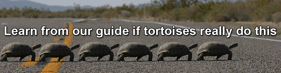 HomeTortoise