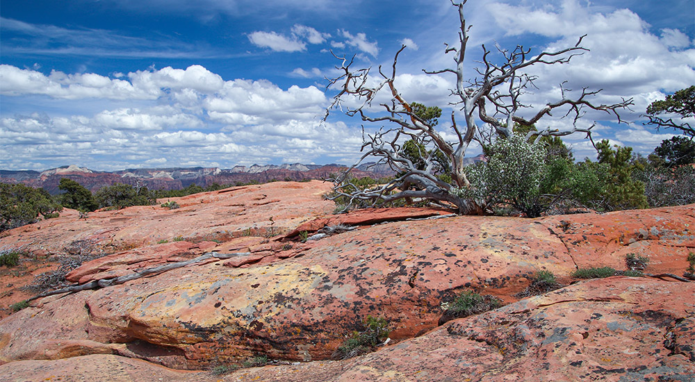 Springdale Sandstone