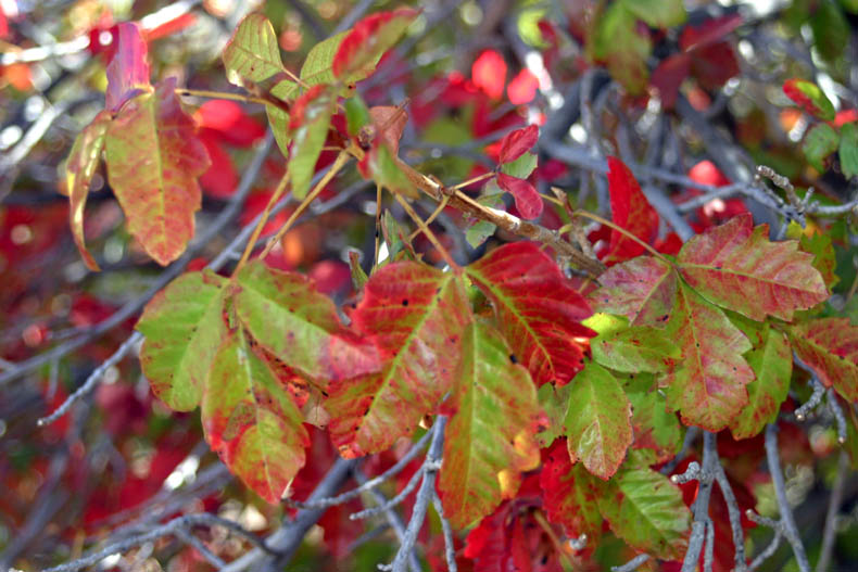 poison oak leaves. Poison oak will look like the