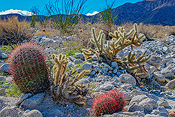 Cactus, Yucca, Agave