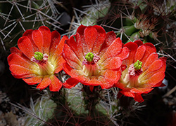 Flowers & Plants