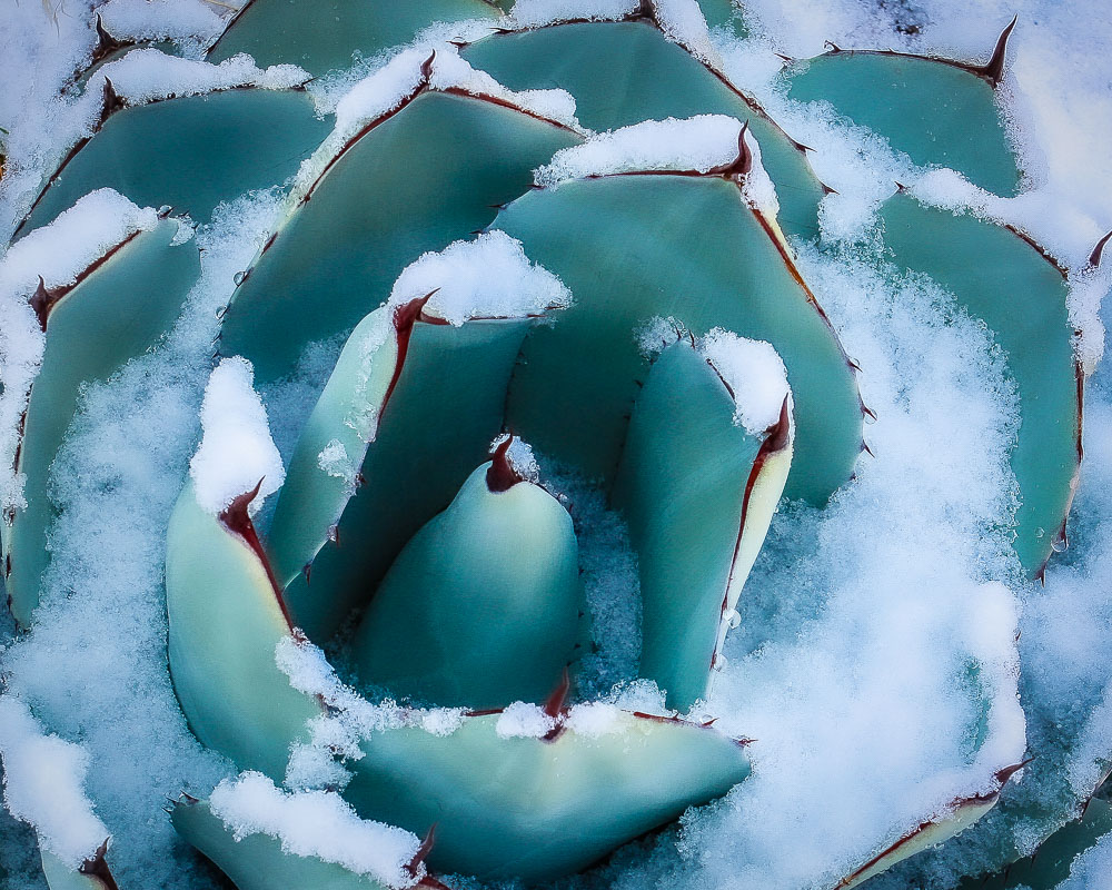 Blue Agave in Snow 8x10-ib-SnowFeb2013 041-001