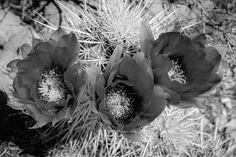 CactusFlowerTriple B&W 2x3-ib-IMG_2218-001