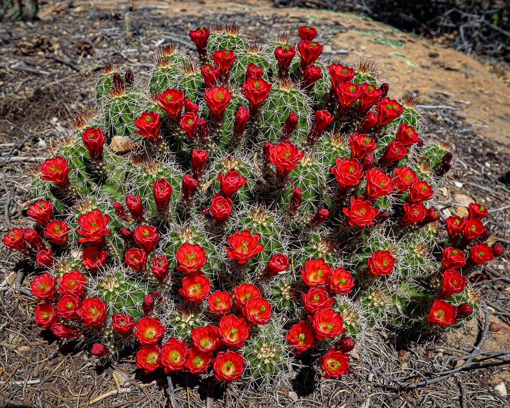 Claret Cup 1 8x10-ib-IMG_2385-001