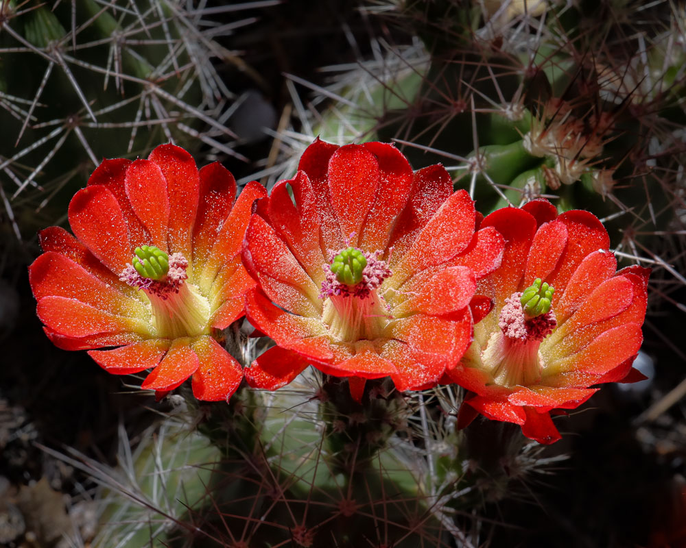 Claret Cup 2 8x10-ib-IMG_2387-001