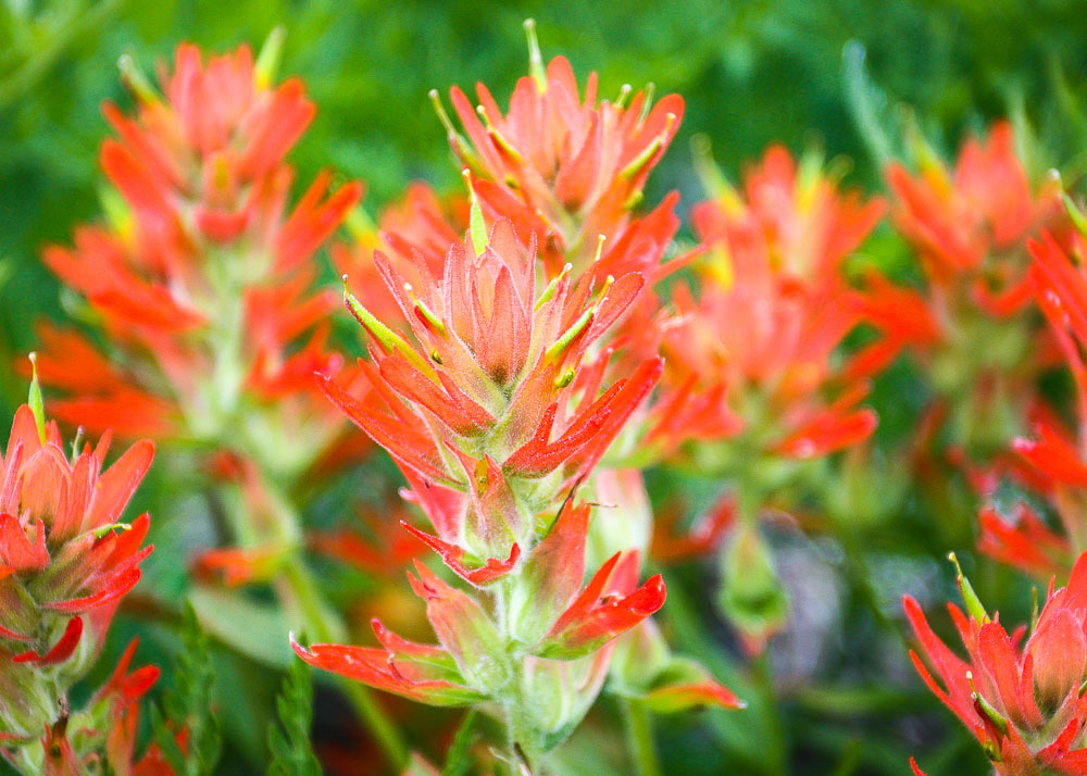 Colorado Paintbrush 11x14-ib-IMG_0288 5x7-001