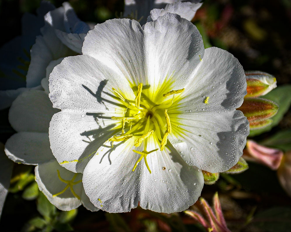 Dune Primrose 1 8x10-ib-115_1525-2-001