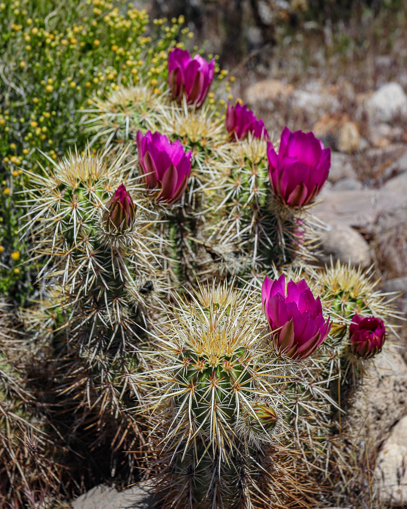 HedgehogInBloom 8x10-ib-IMG_2259-001