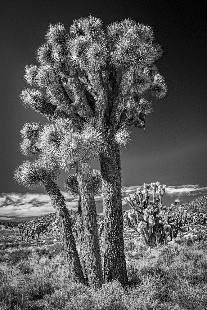 Joshua Tree B&W 2x3-ib-IMG_8397-Edit-001