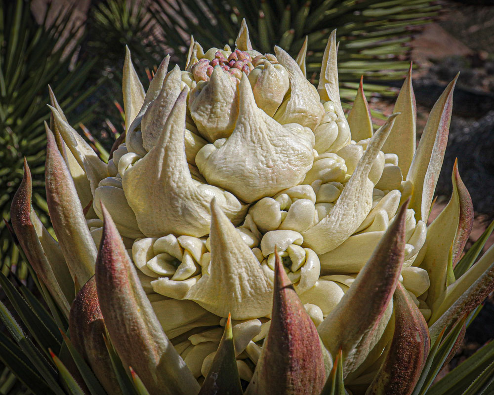 Joshua Tree Bloom 1 2x3-ib-IMG_0421-2-2-001