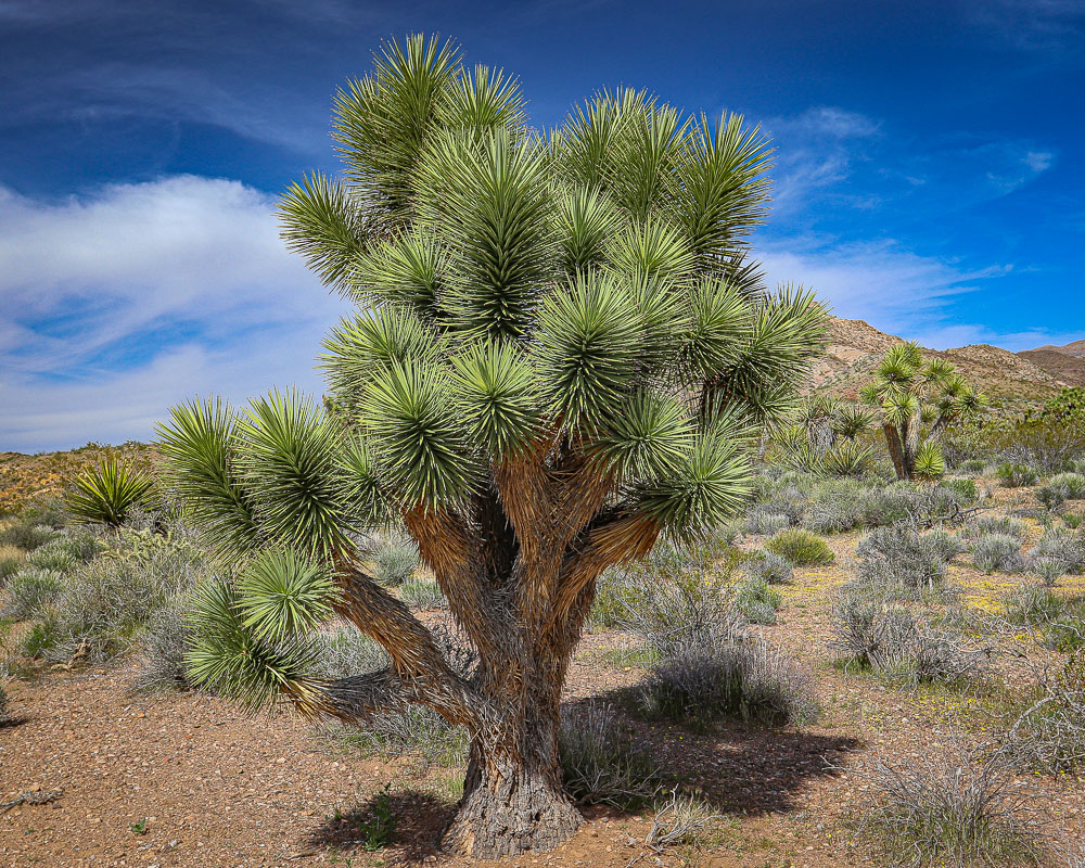 JoshuaTree1 8x10-ib-IMG_1994-001