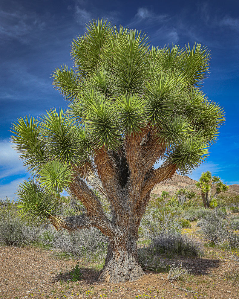 JoshuaTree2 8x10-ib-IMG_1995-001