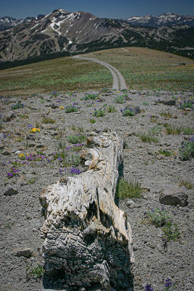 Mammoth Lakes Log 2x3-ib-img0034-001