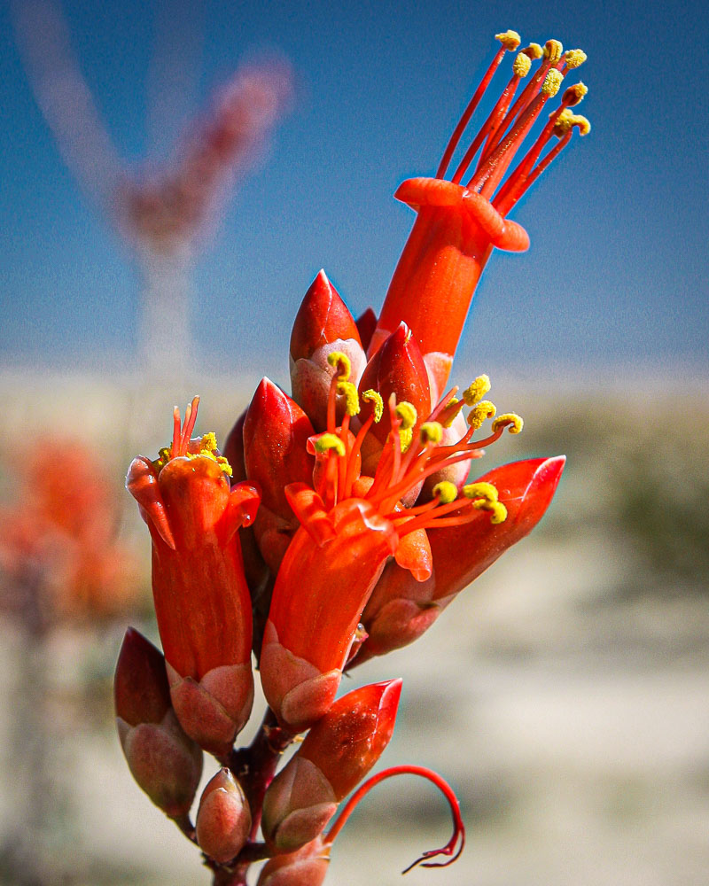 Ocotillo Bloom 2x3-ib-IMG_7533-2-001