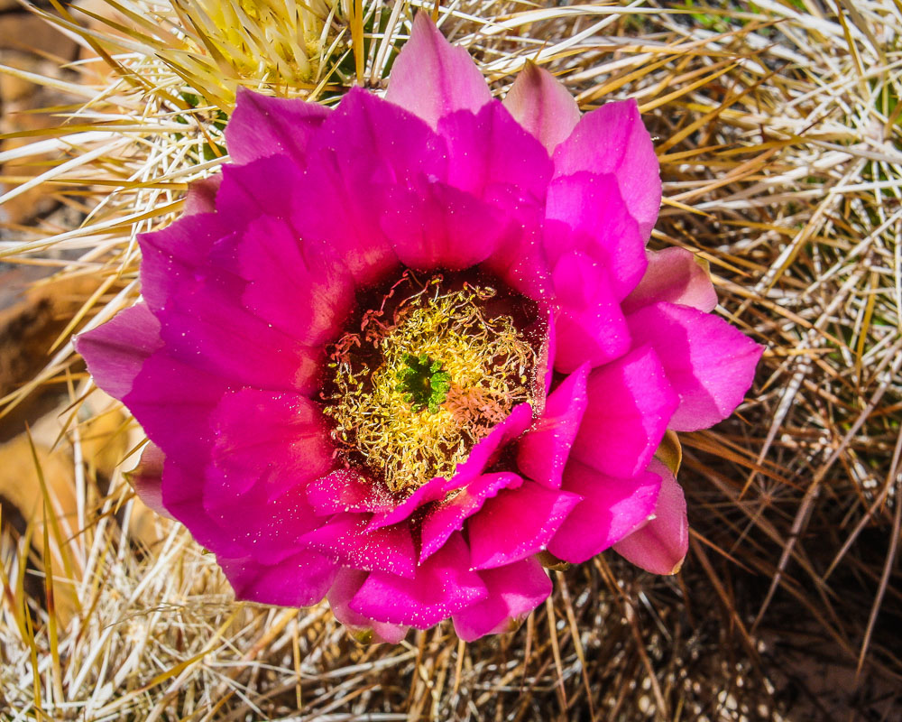 Pink Cactus Flower 1 8x10-ib-IMG_3120-Edit-001