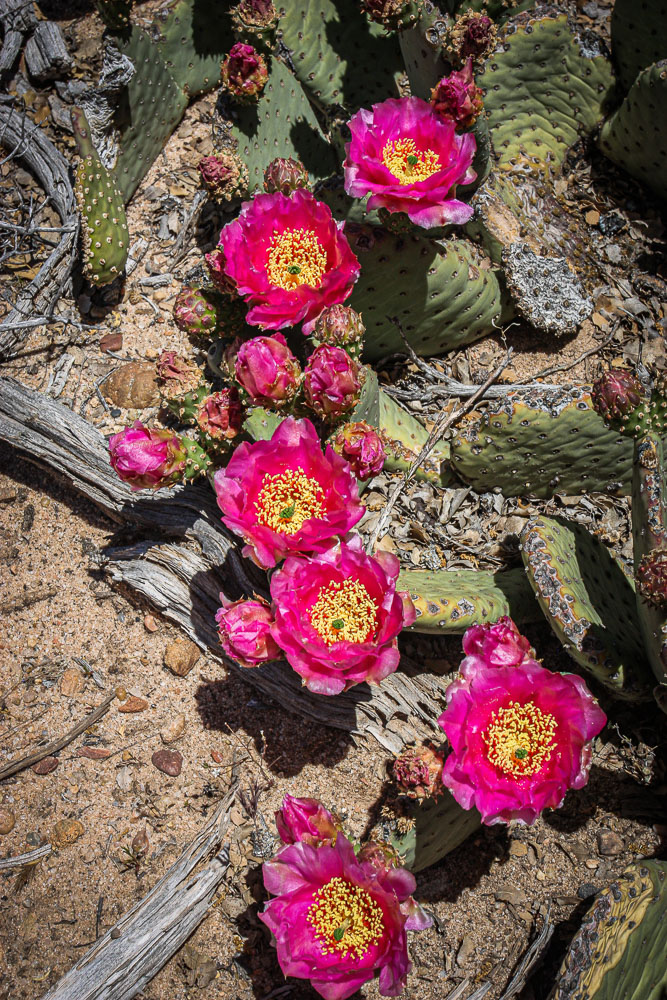 Pink Cactus Flower 2 2x3-ib-IMG_7786-2-001