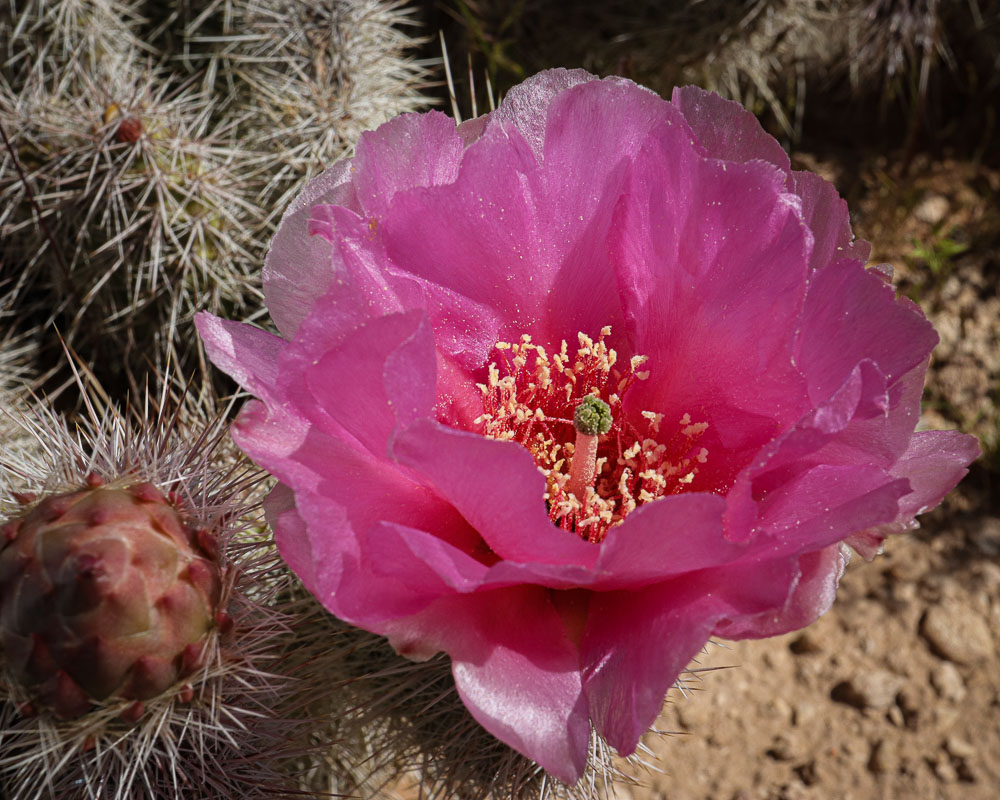 Pink Cactus Flower 3 8x10-ib-IMG_2212-001