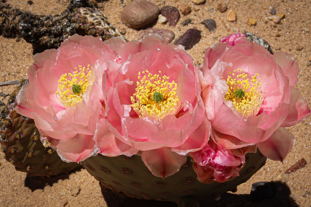 Pink Cactus Flower 4 2x3-ib-IMG_7781-2-001