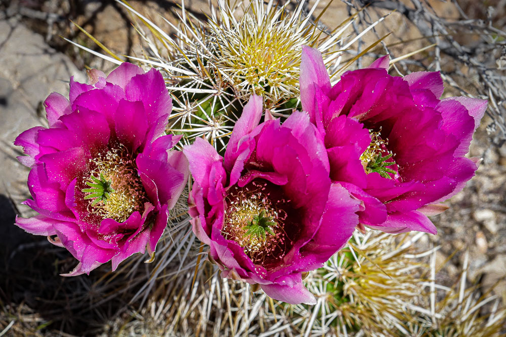 Pink Cactus Flower Triple 2x3-ib-IMG_2218-001
