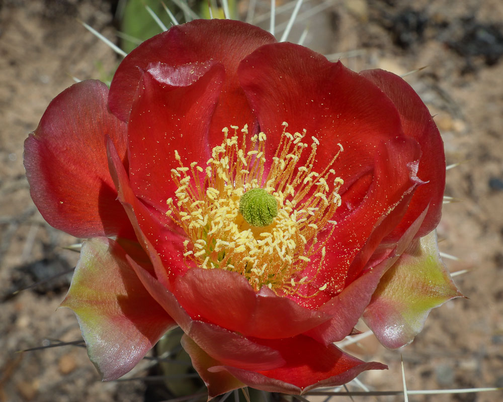Red Cactus Flower 8x10-ib-IMG_1020-2-001