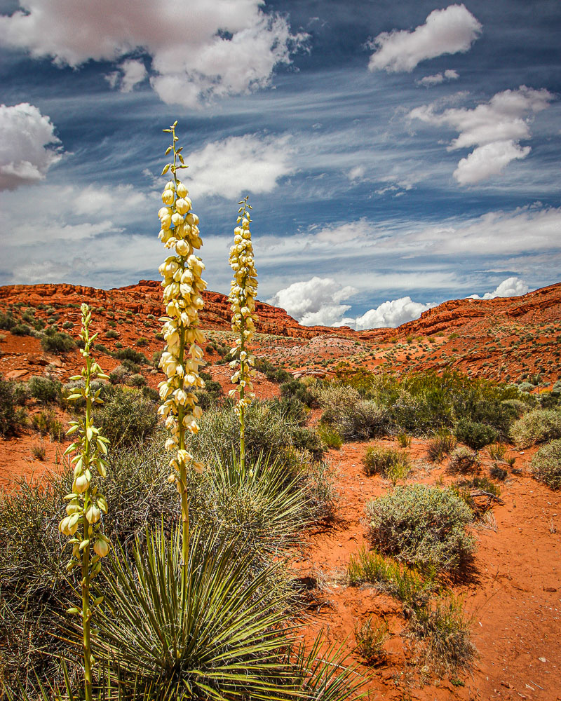 Sand Mountain 1 2x3-ib-IMG_5497-2-001