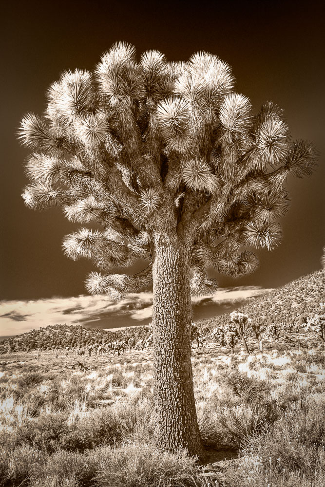 SepiaJoshuaTree 2x3-ib-IMG_8409-Edit-001