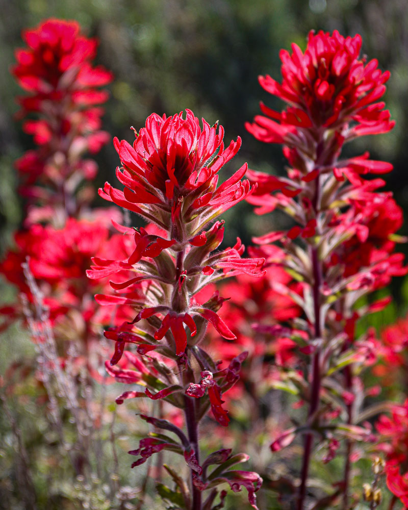 Utah Paintbrush 8x10-ib-IMG_2371-001