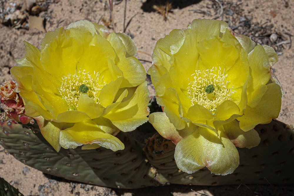 Yellow Cactus Flower 3 2x3-ib-IMG_7774-2-001