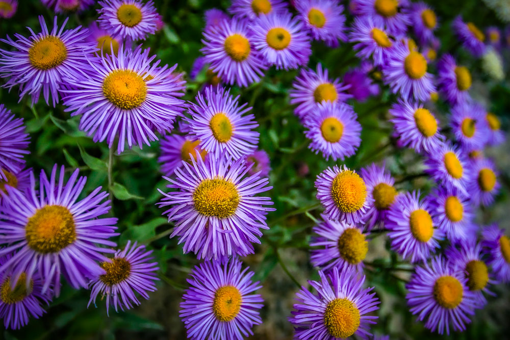 Aster Bouquet 2x3-ib-IMG_0074-001