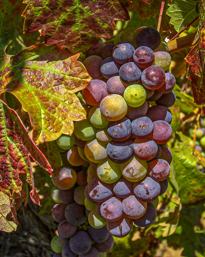 Grapes 1 a 8x10-ib-IMG_6694-001