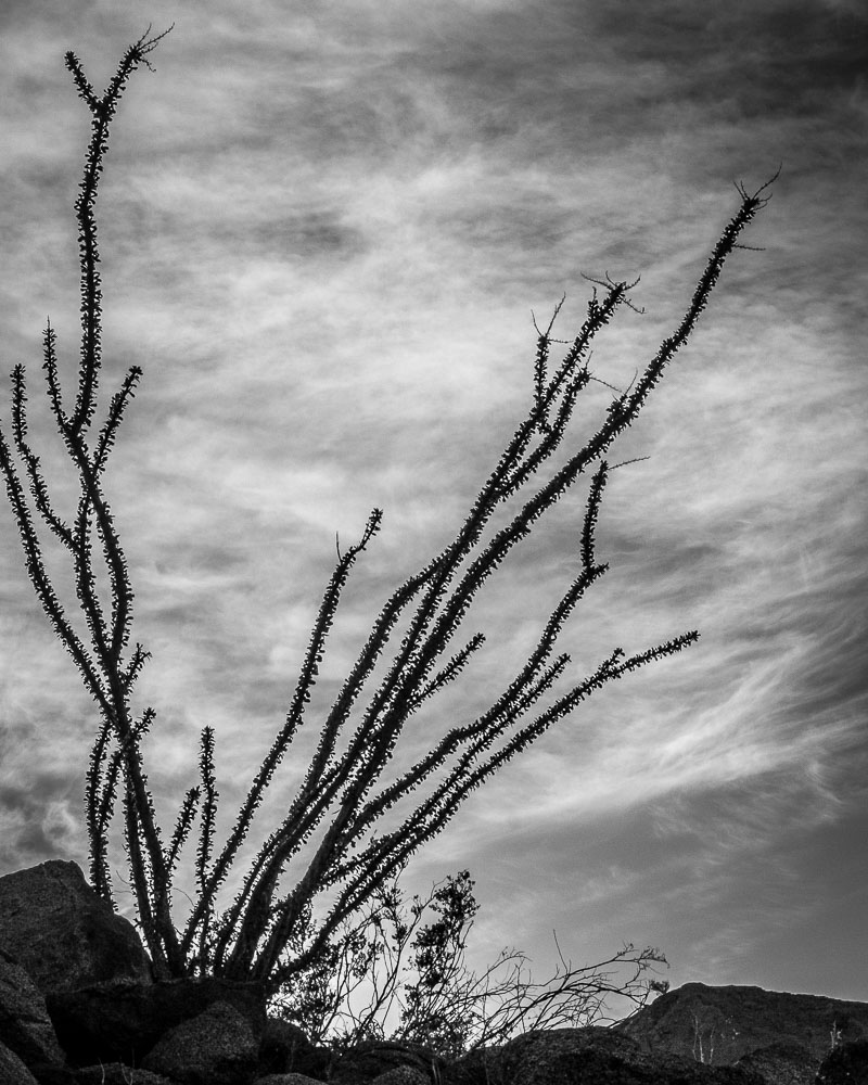 Ocotillo Silhouette a 8x10-ib-IMG_7612-2-001