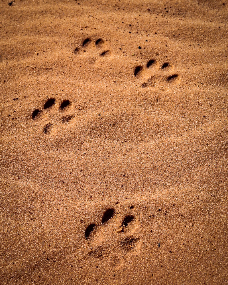 Tracks in the Sand 8x10-ib-IMG_1837-001