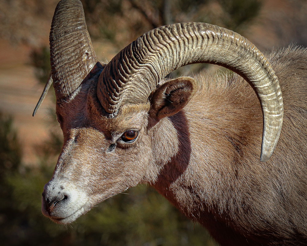 Zion Bighorn 8x10-ib-IMG_0039 8x10-001