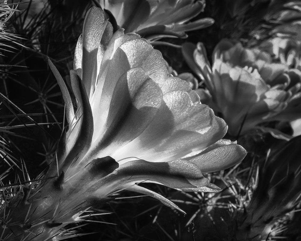 Cactus Flower B&W 1 16 x 20-ib-IMG_2312-001