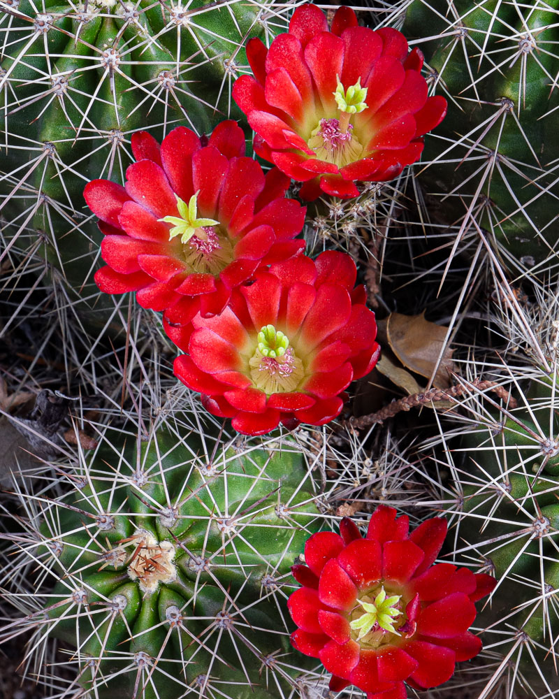 Claret Cup 3 16x20-ib-IMG_2326-001