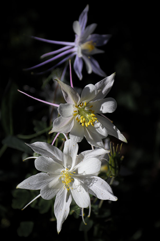 Columbine 1 16x24-ib-IMG_2805-2-001