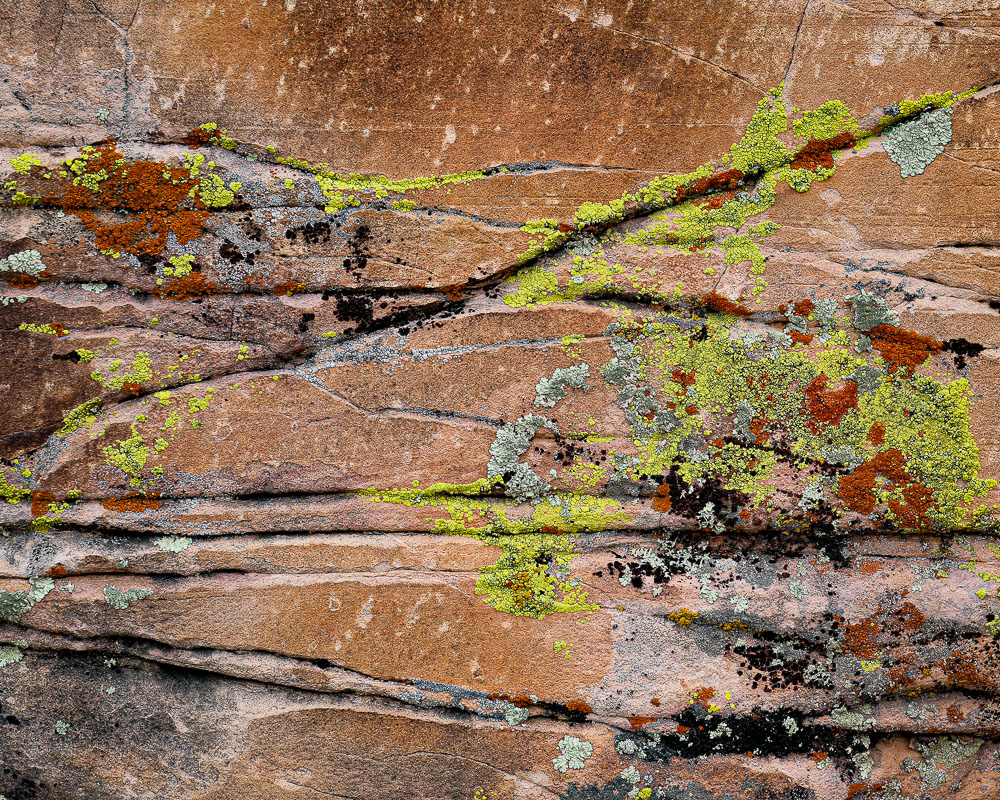 Lichen 2 16 x 20-ib-IMG_2114-001