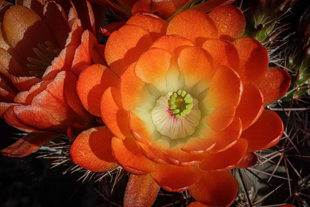 Orange Cactus Flower 1 16x24-ib-IMG_2305-001
