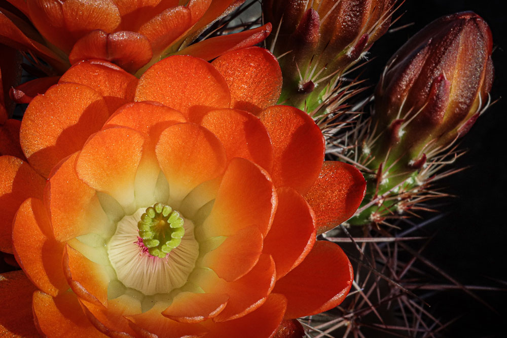 Orange Cactus Flower 2 16x24-ib-IMG_2305-001