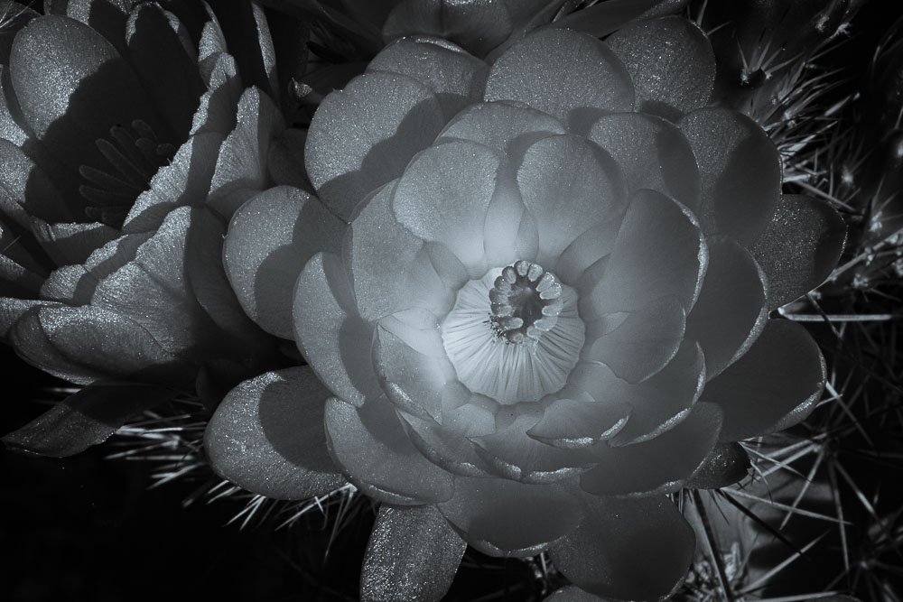 Selenium Cactus Flower 2 16 x 24-ib-IMG_2305-001