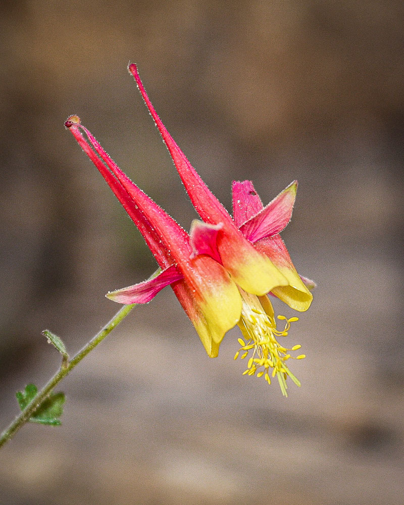 Columbine 3 16x20-ib-IMG_3748-001