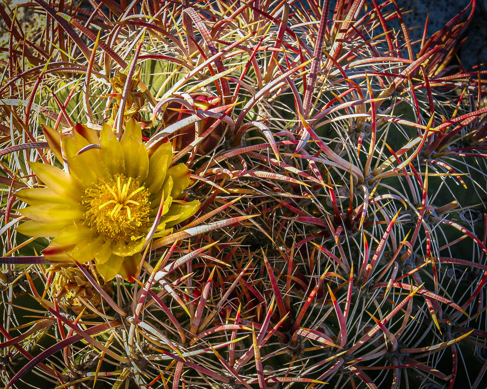 Cottontop in Bloom 2x3-ib-img0022-2-001