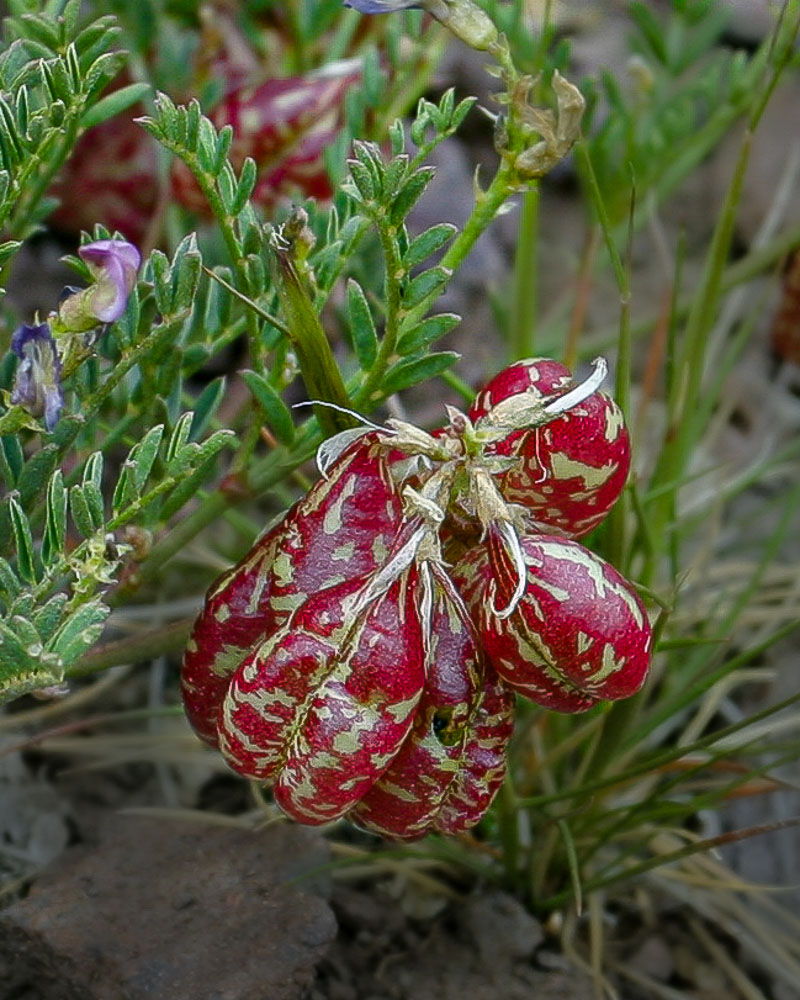 Freckled Milkvetch 16x20-ib-img0015-001