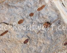 Tracks in Sandstone