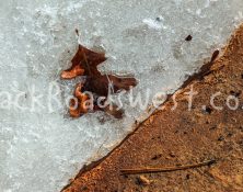 Leaf on ice