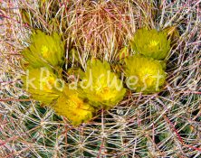 StockCactus-33