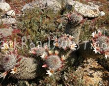 StockCactus stock-ib-115_1557-010-09