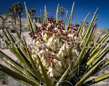 StockCactus stock-ib-IMG_6499-012-12