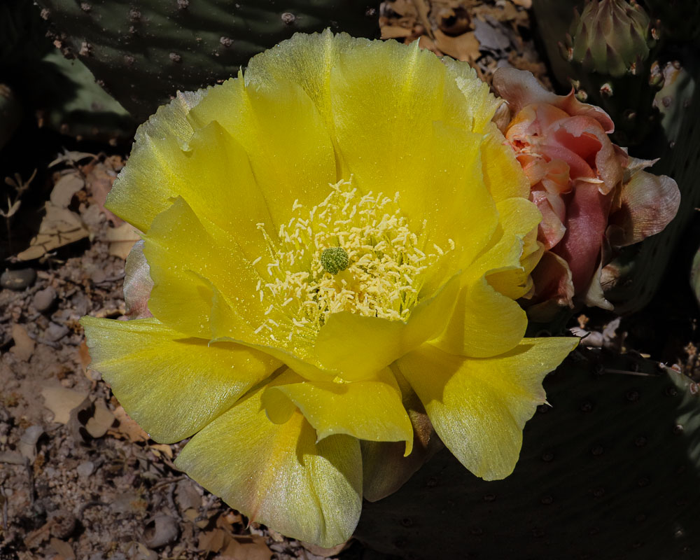 Yellow Cactus Flower 2 16x20-ib-IMG_2380-001