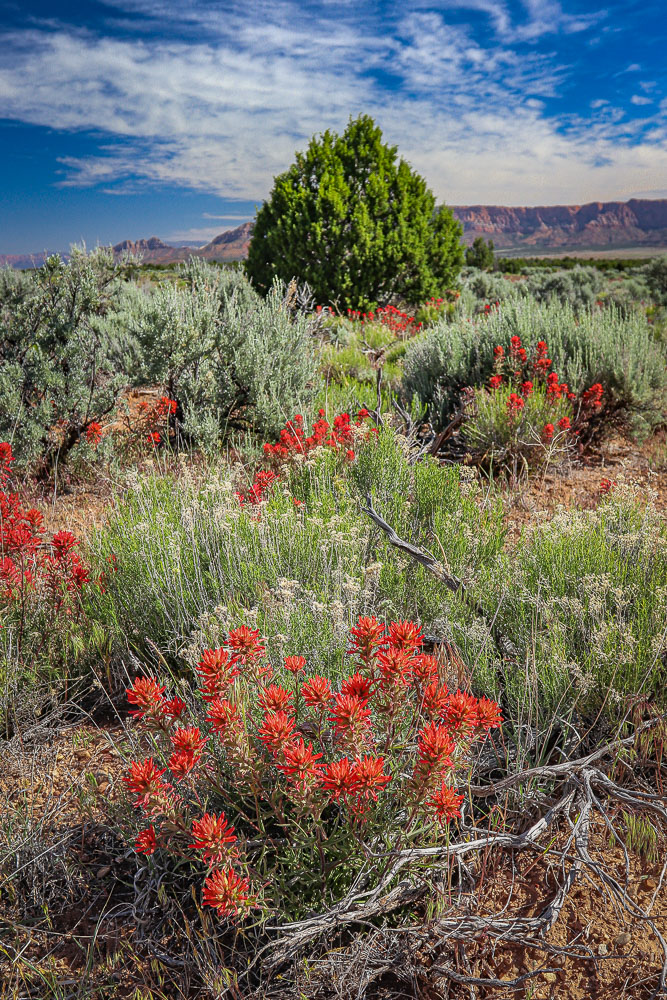 Mesa Meadow 2x3-ib-IMG_2366-001a